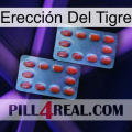 Erección Del Tigre 05